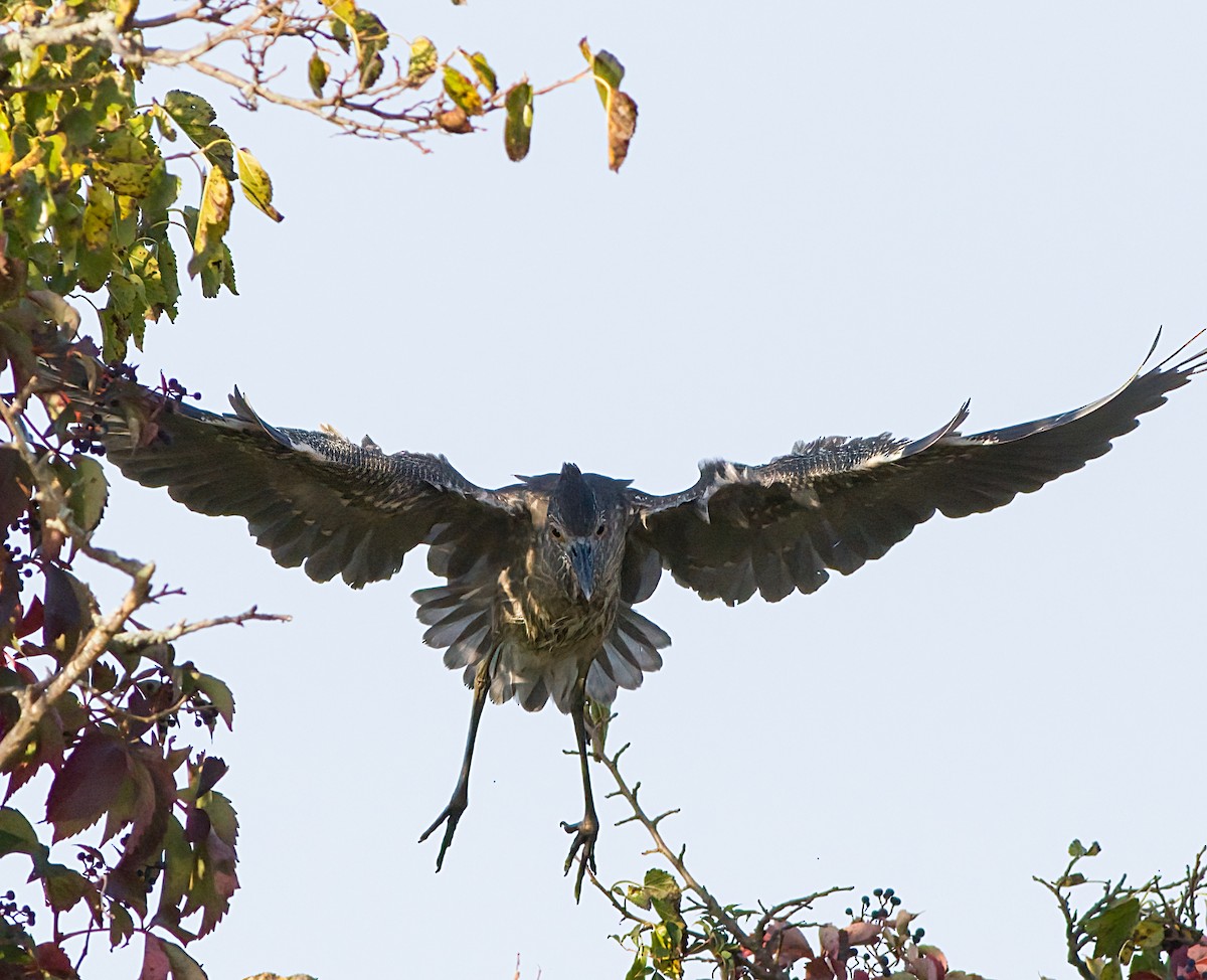 Yellow-crowned Night Heron - ML623841931