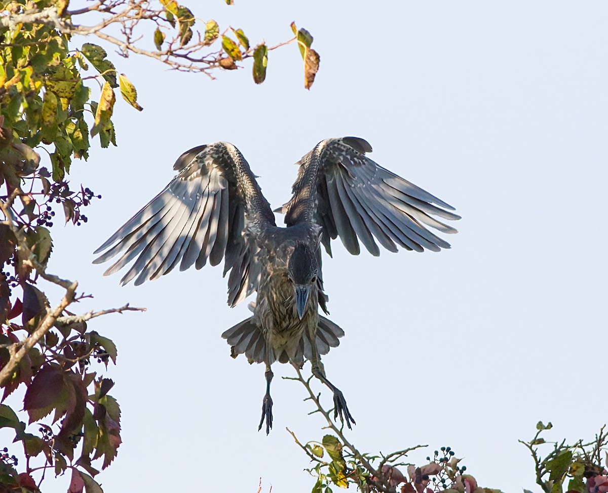 Yellow-crowned Night Heron - ML623841940