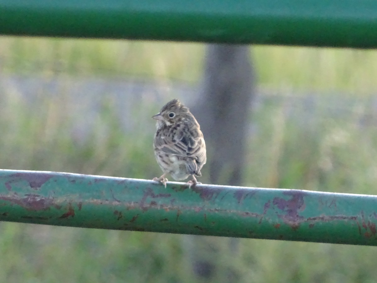 Vesper Sparrow - Baylor Cashen