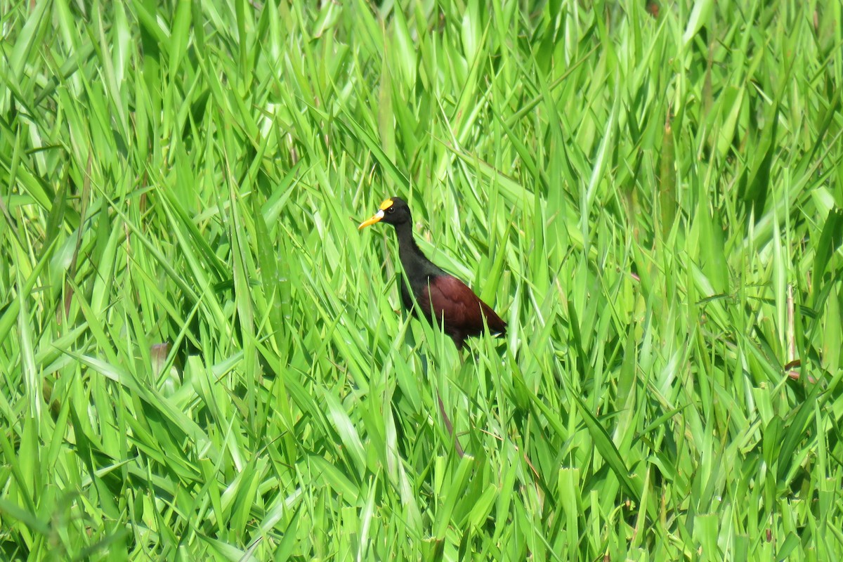 Northern Jacana - ML623841993