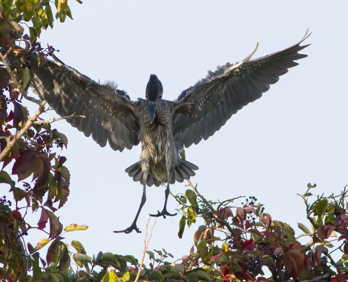 Yellow-crowned Night Heron - ML623842006