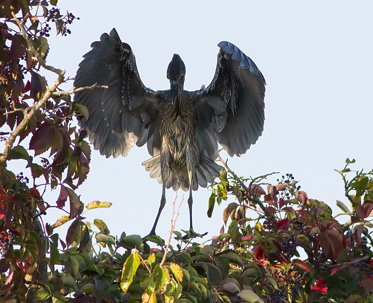 Yellow-crowned Night Heron - ML623842010