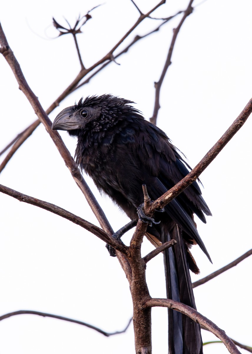 Groove-billed Ani - ML623842037