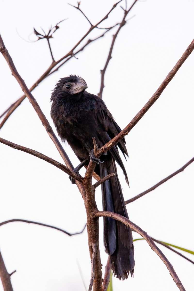 Groove-billed Ani - ML623842038