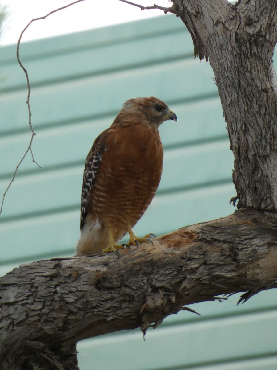 Red-shouldered Hawk - ML623842041