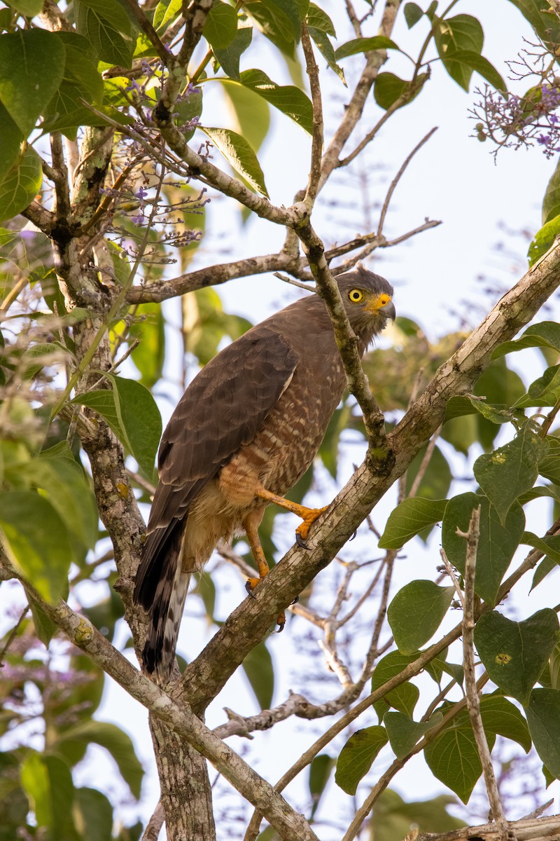 Roadside Hawk - ML623842042