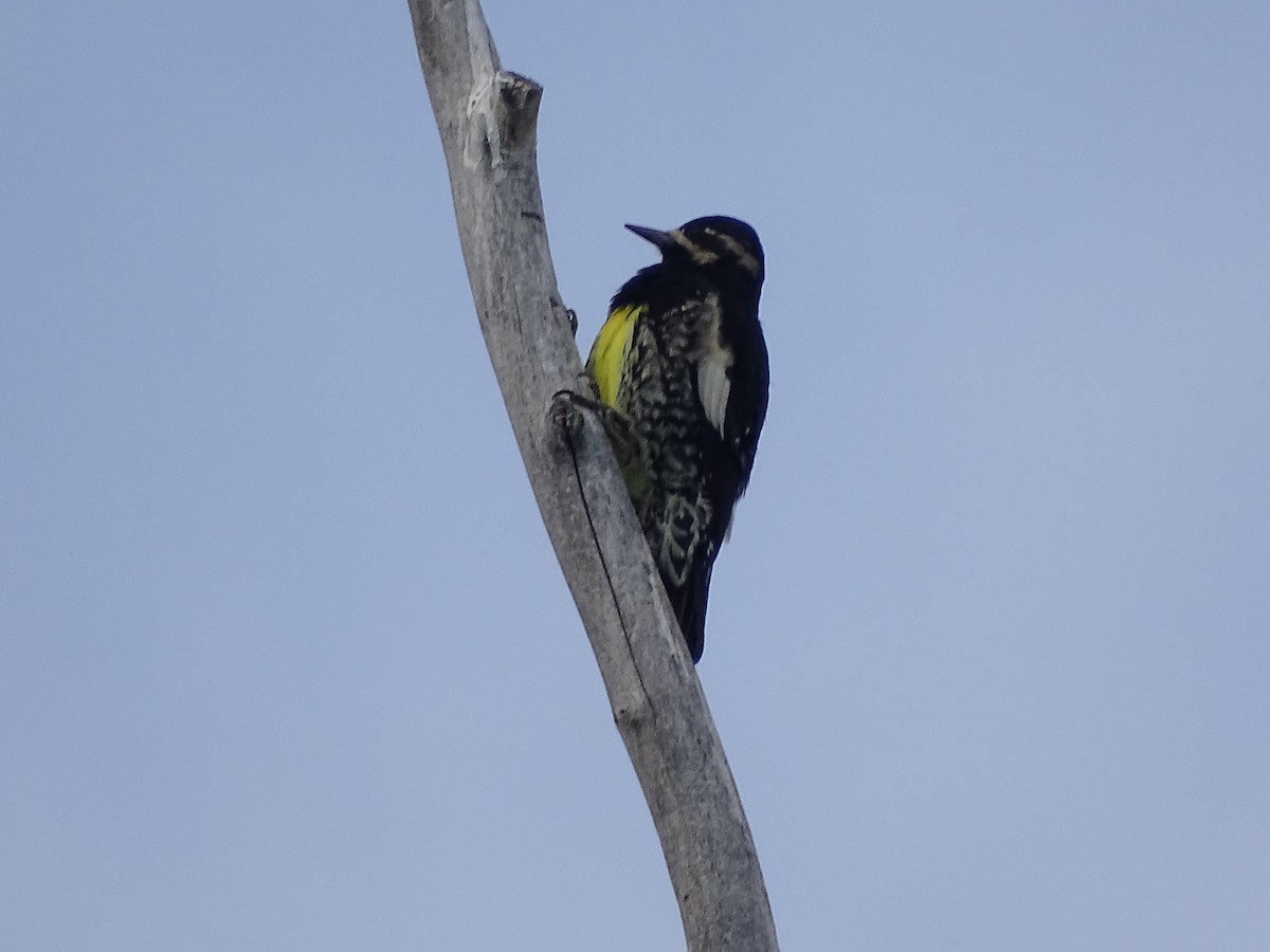 Williamson's Sapsucker - Baylor Cashen