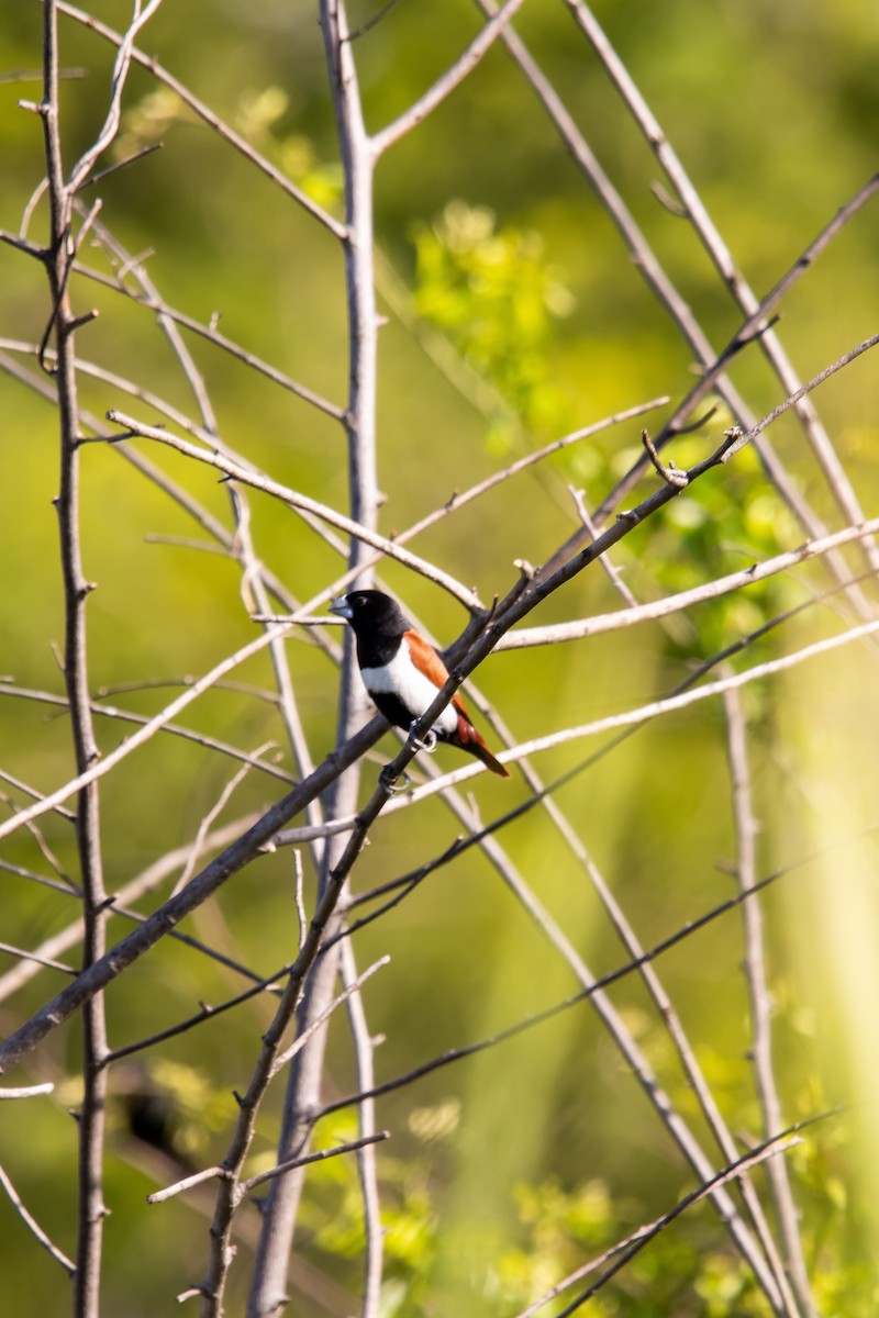 Tricolored Munia - ML623842081