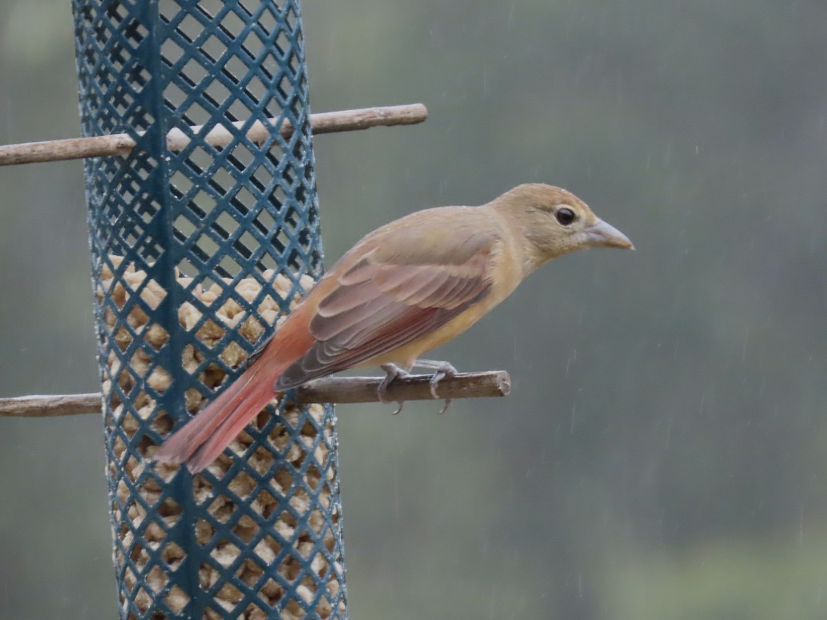 Summer Tanager - Alane Gray