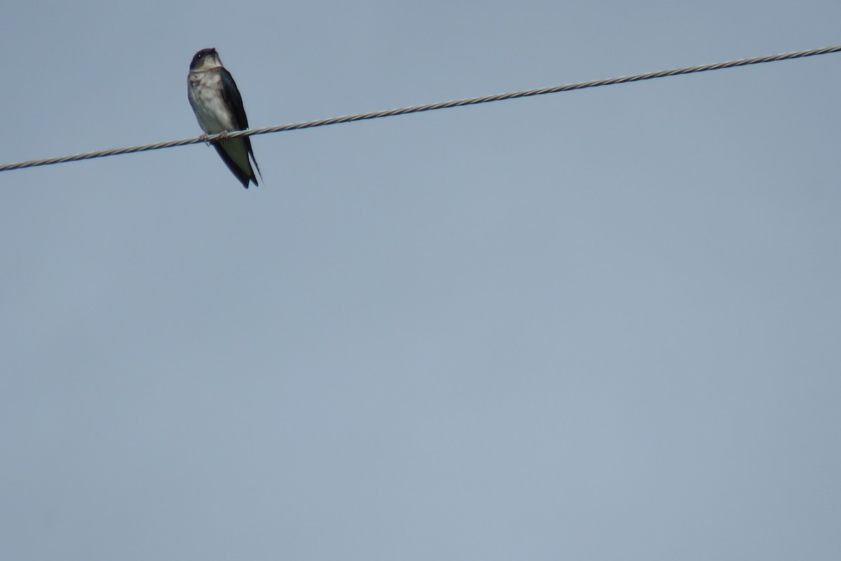 Gray-breasted Martin - ML623842094