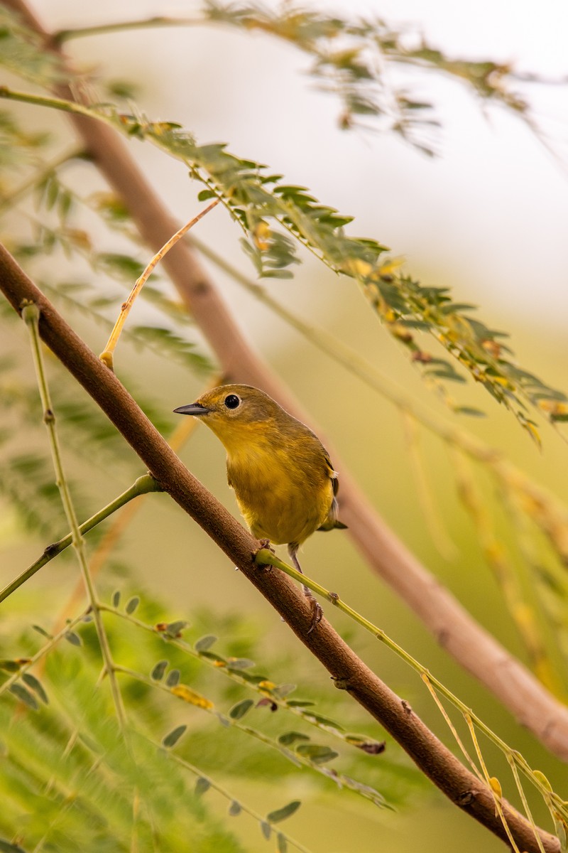 Yellow Warbler - ML623842097