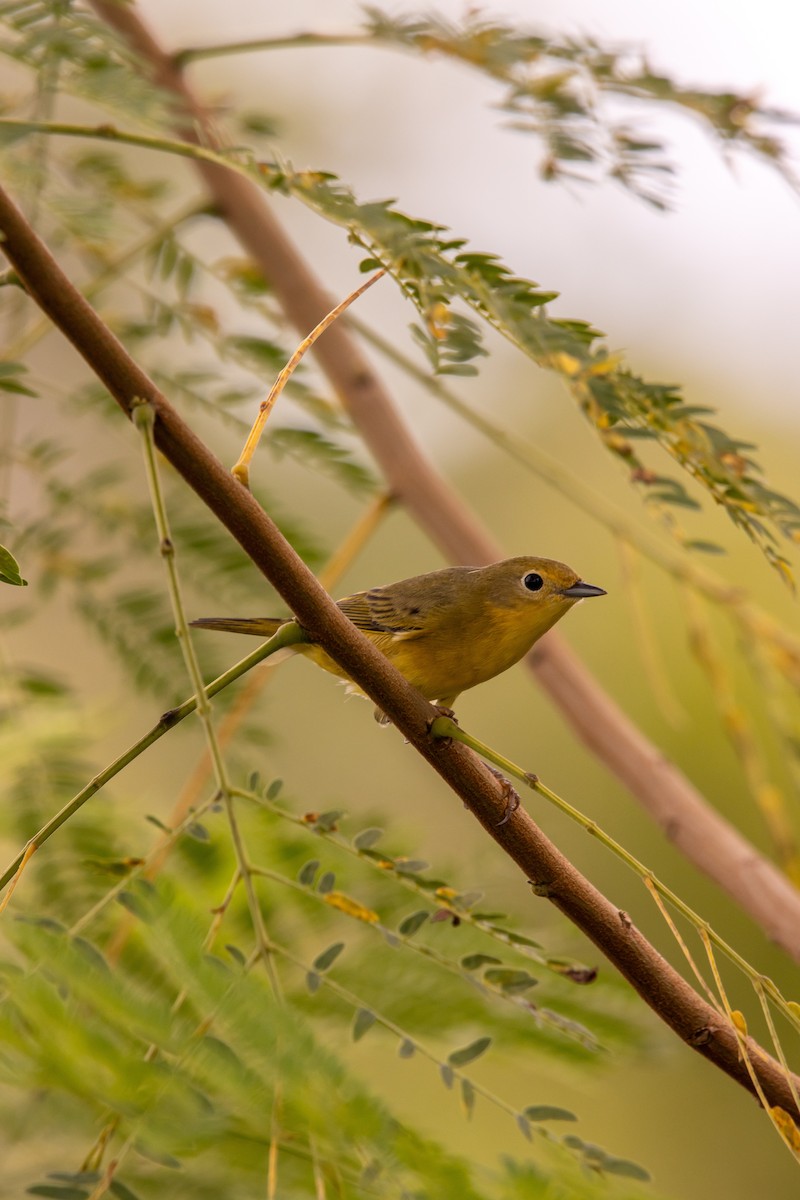 Yellow Warbler - ML623842098