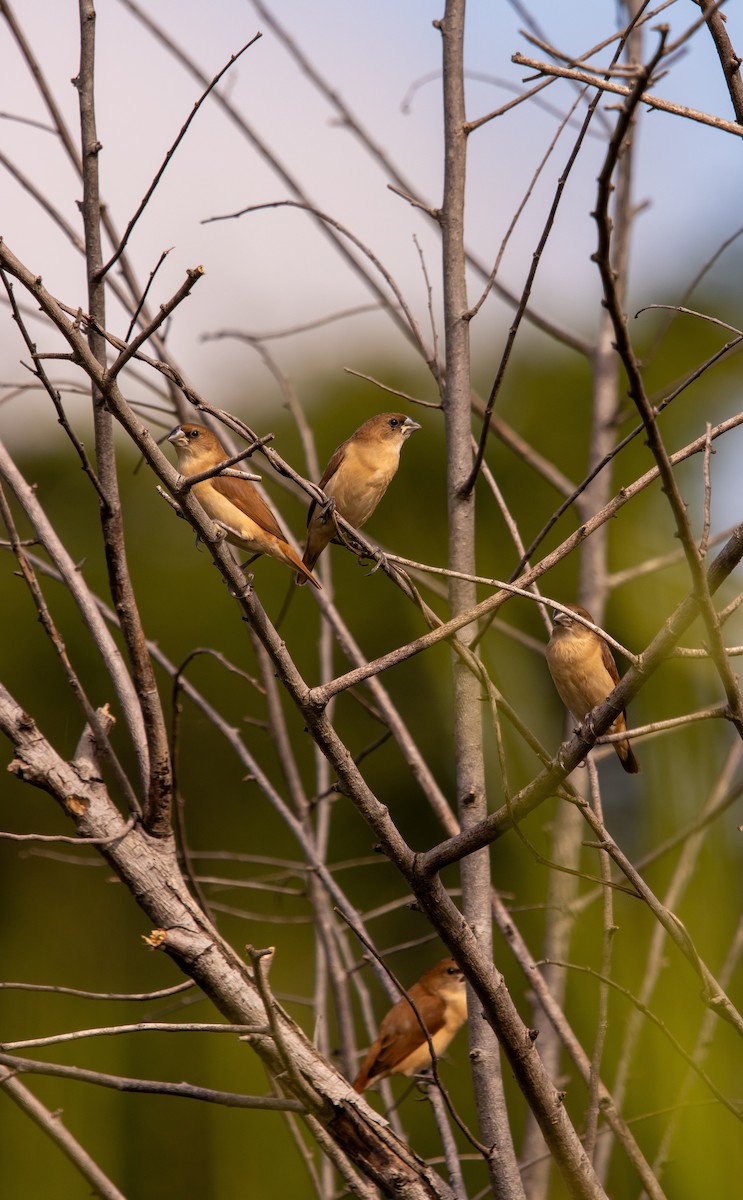 Tricolored Munia - ML623842150