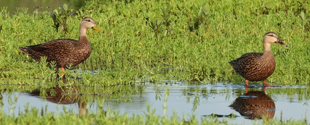 Mottled Duck - ML623842162