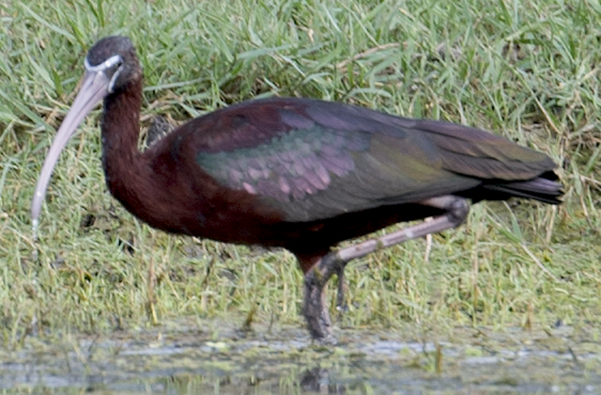 Glossy Ibis - johnny powell