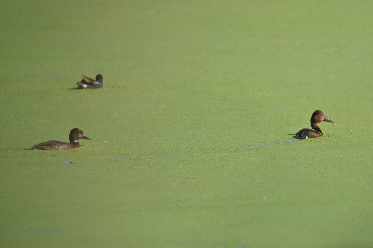 Ferruginous Duck - ML623842215