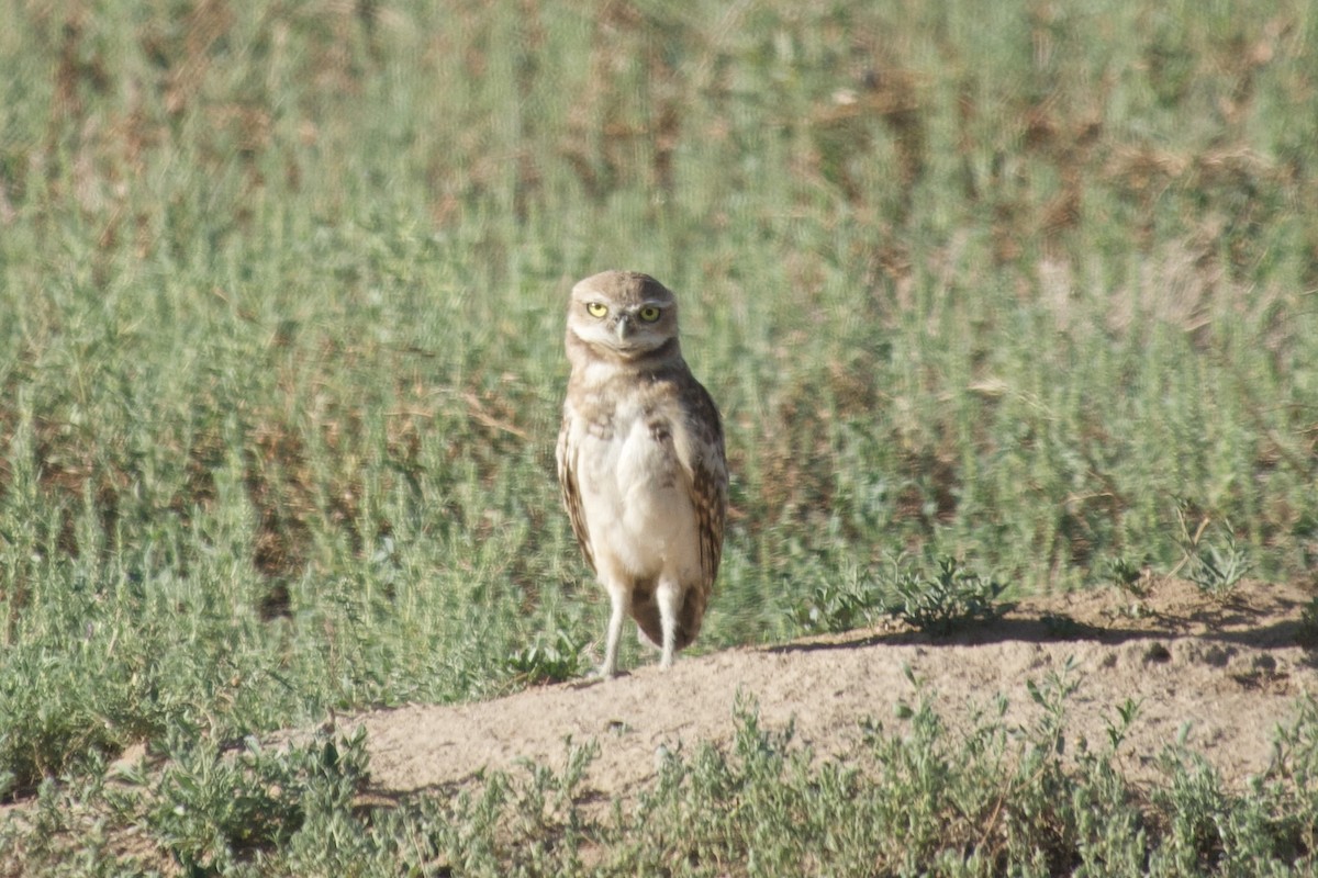 Burrowing Owl - ML623842225