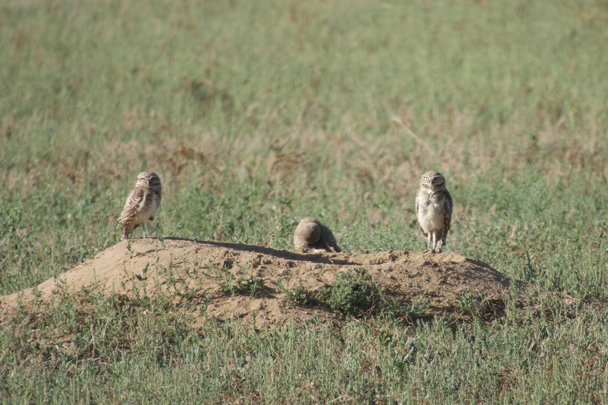 Burrowing Owl - ML623842226