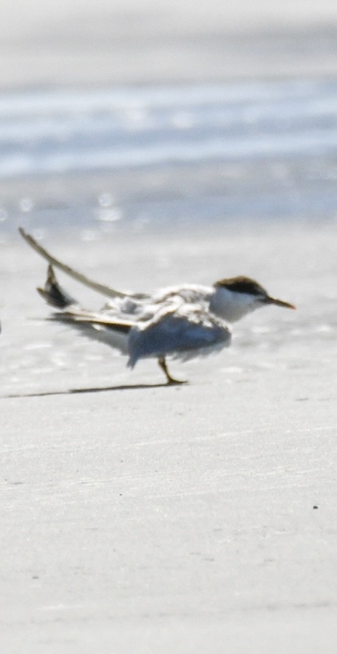 Least Tern - ML623842264