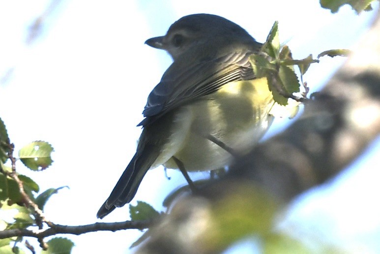 Ötücü Vireo - ML623842292