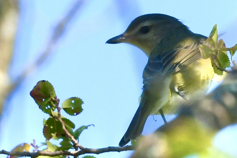 Ötücü Vireo - ML623842293