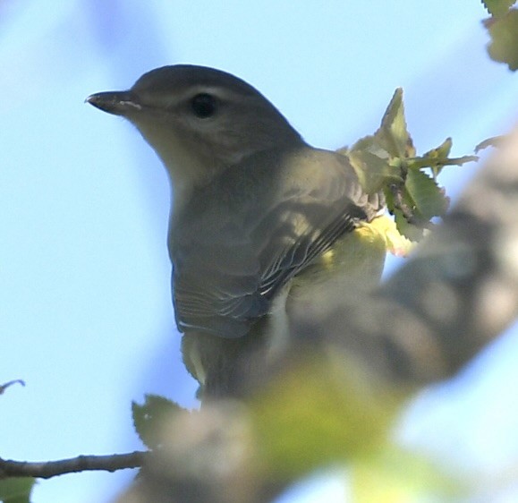 Ötücü Vireo - ML623842295