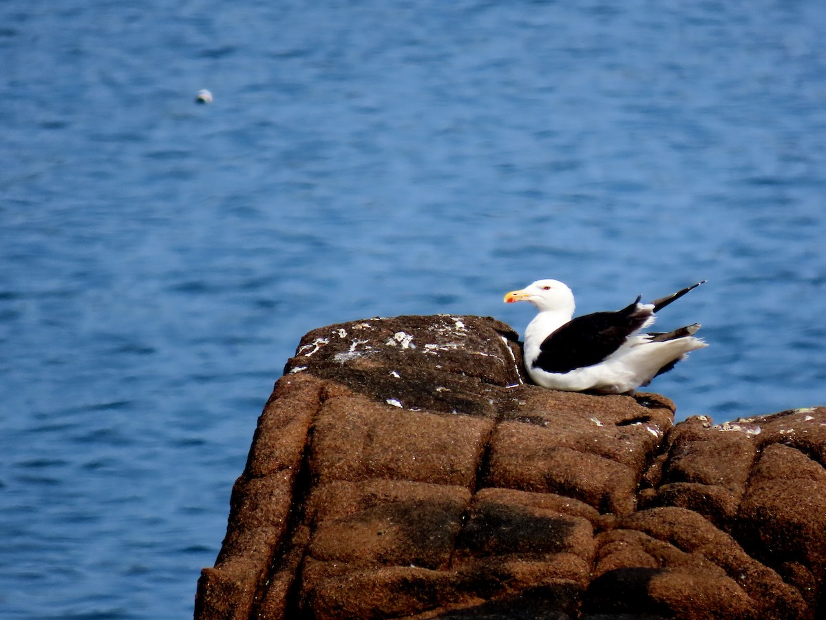 Great Black-backed Gull - ML623842298