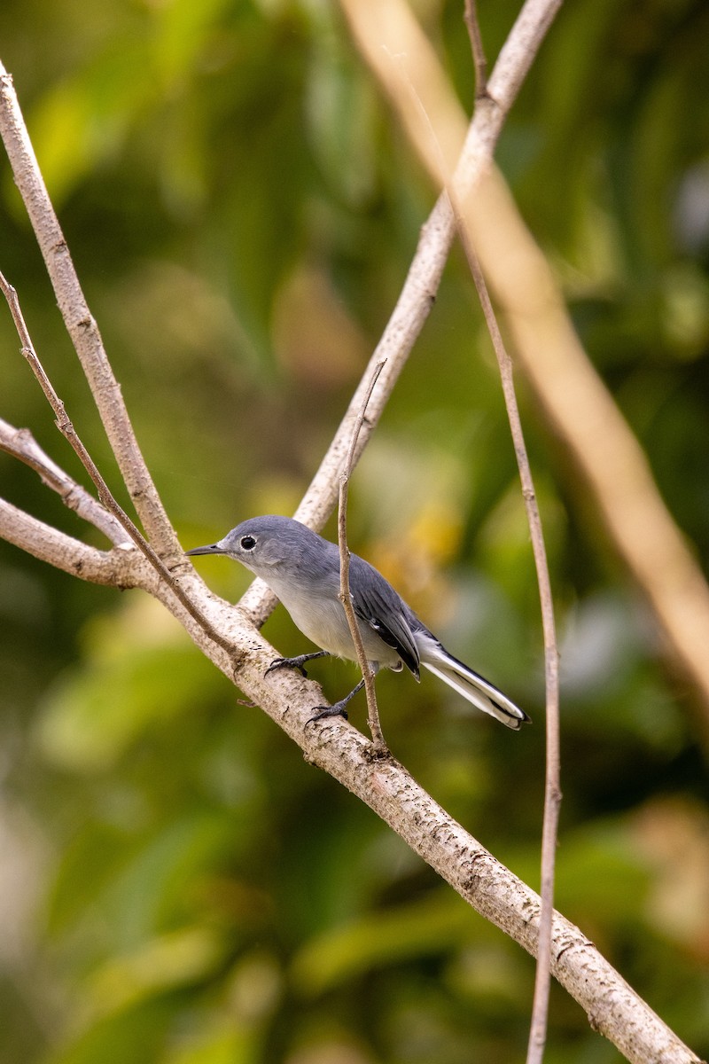 Blue-gray Gnatcatcher - Kevlin Mar