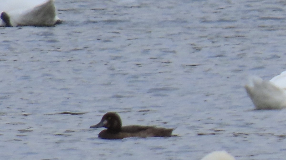 Greater Scaup - Richard Fleming