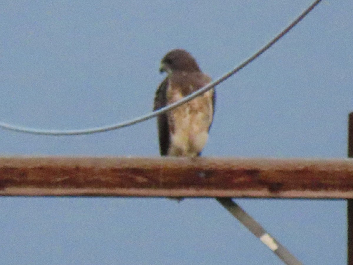 Swainson's Hawk - ML623842335