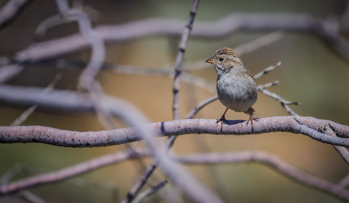 Brewer's Sparrow - Andrew Thomas 🦅🪶