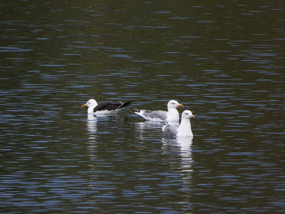 Lesser Black-backed Gull - ML623842383