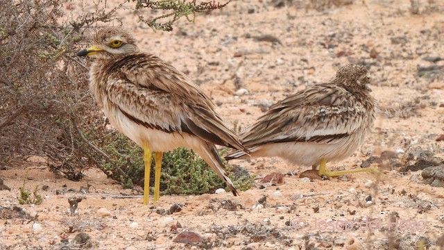 Eurasian Thick-knee - ML623842403