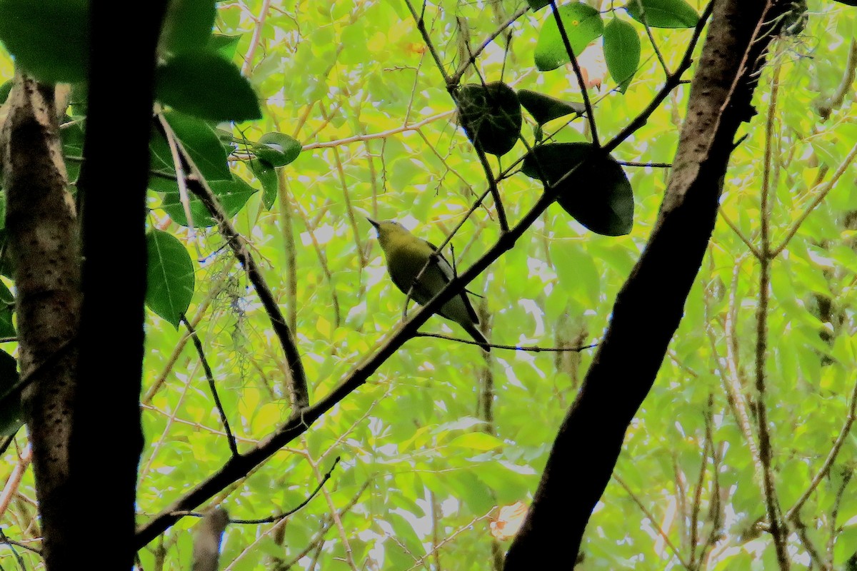 Yellow-throated Vireo - ML623842503