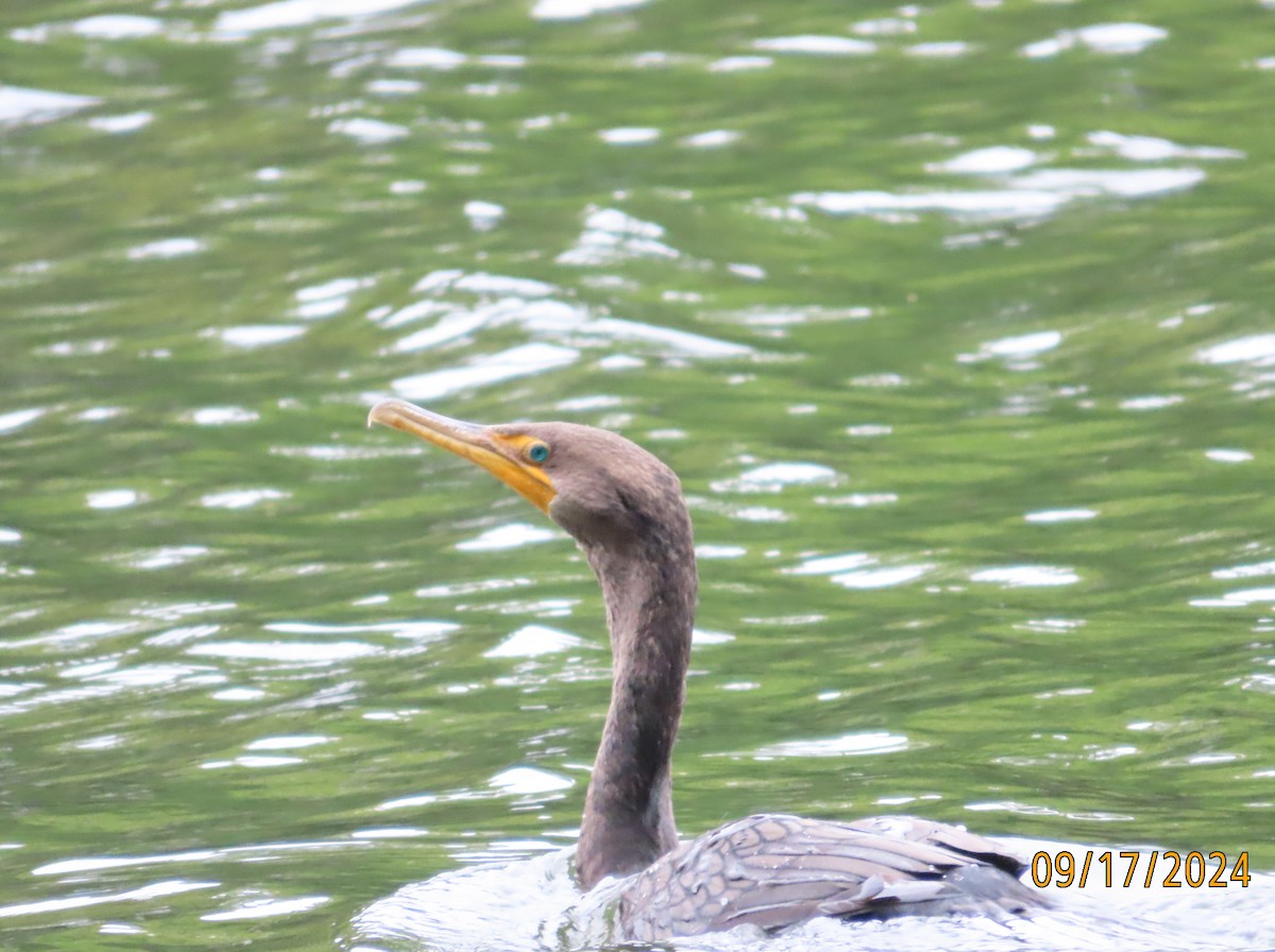 Double-crested Cormorant - ML623842530