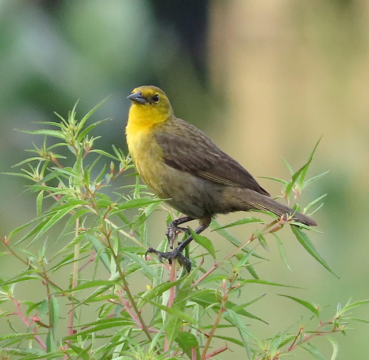 Yellow-hooded Blackbird - ML623842542