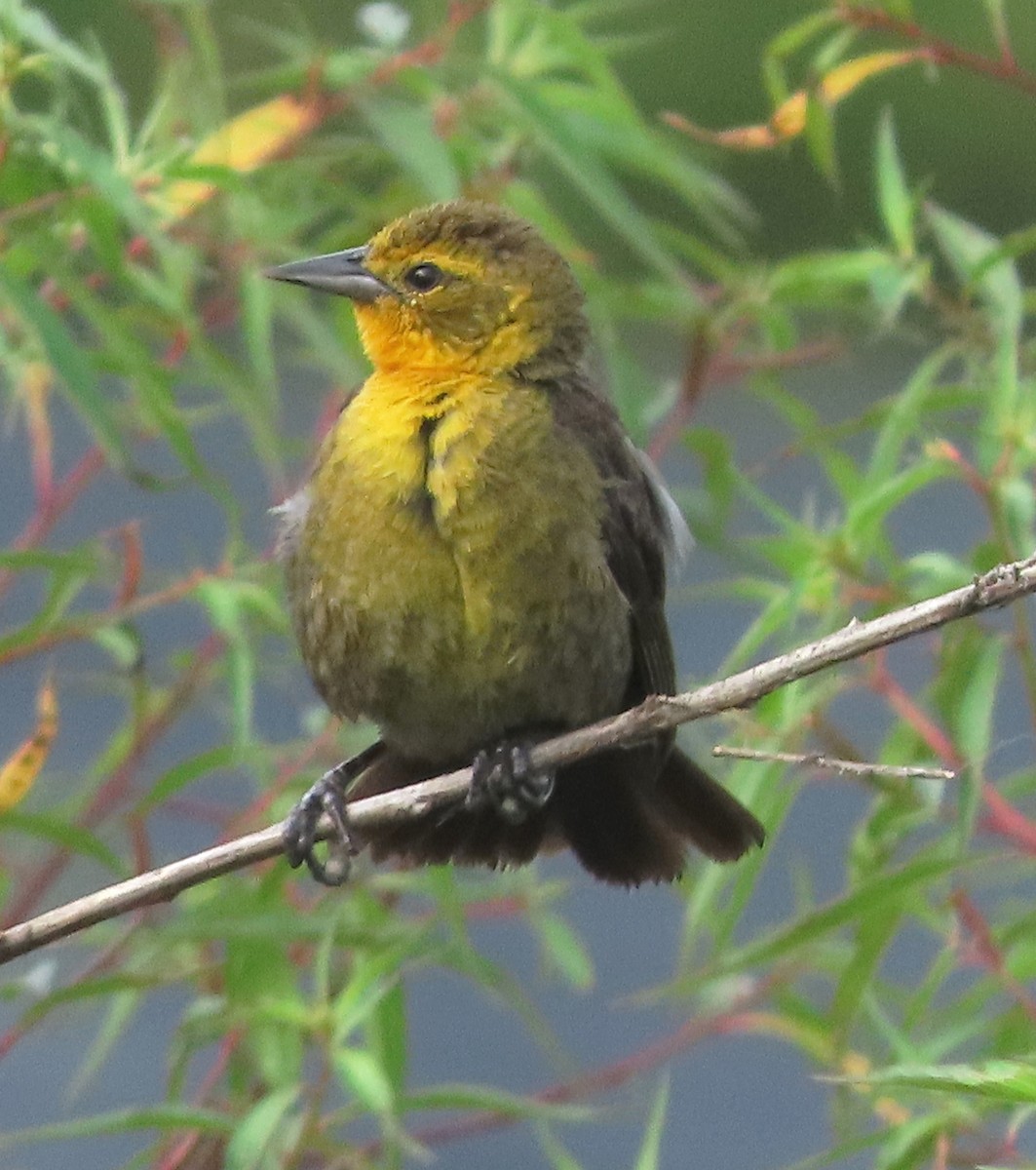 Yellow-hooded Blackbird - ML623842543