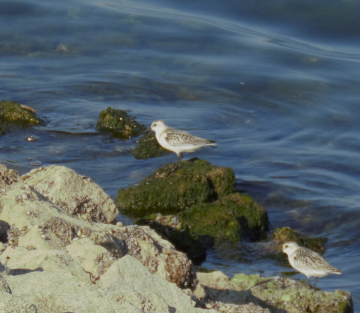 Гурвалж элсэг - ML623842551