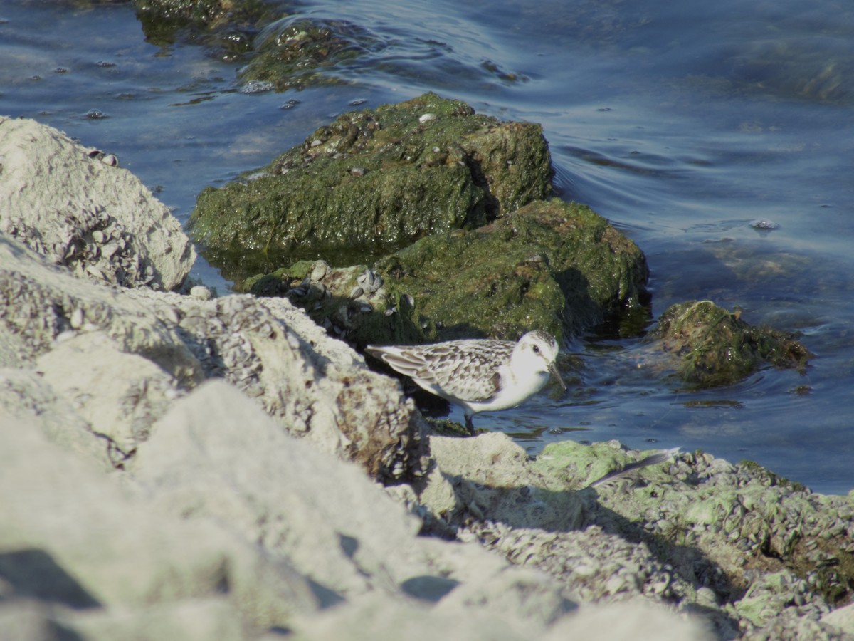 jespák písečný - ML623842552