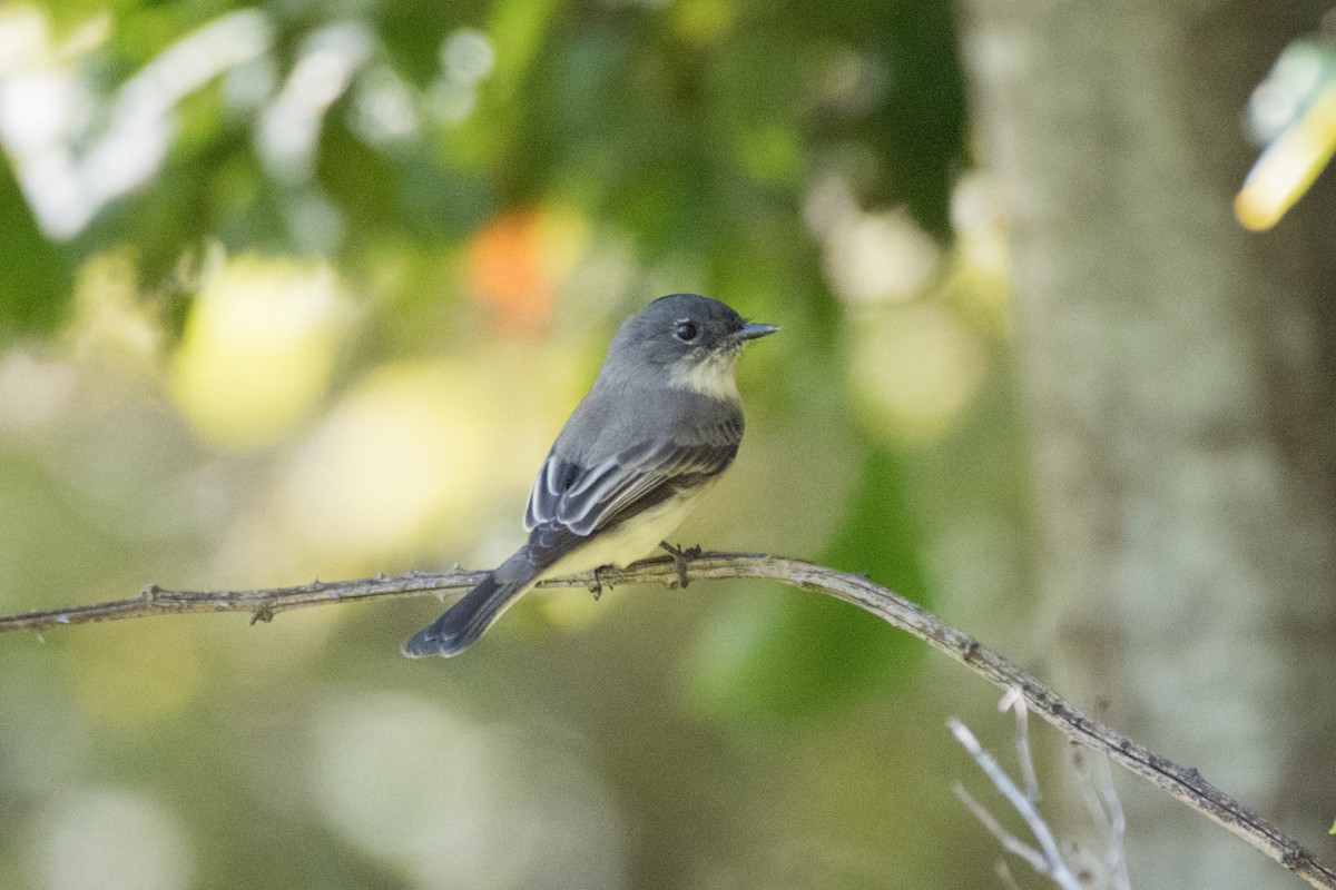 Eastern Phoebe - ML623842554