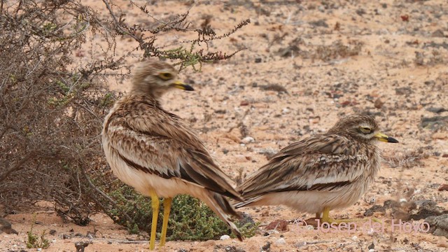 Eurasian Thick-knee - ML623842556