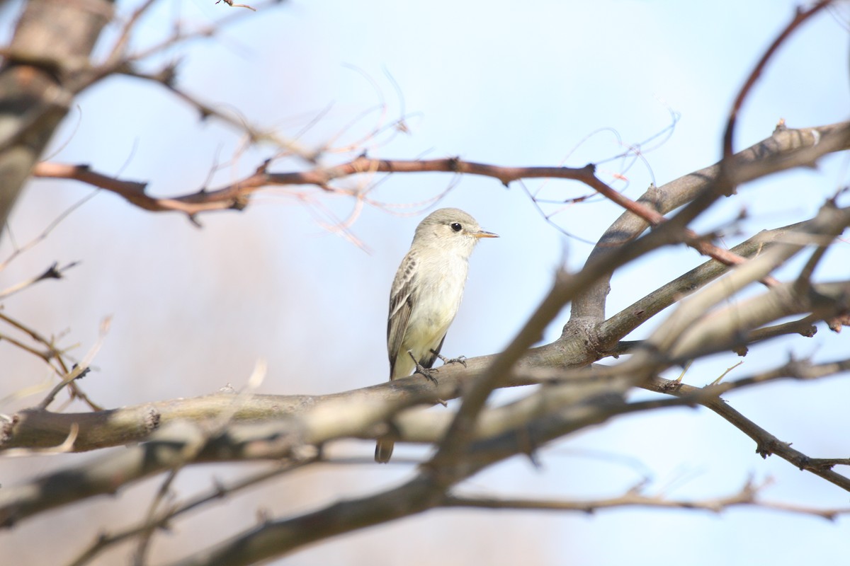 Gray Flycatcher - ML623842559