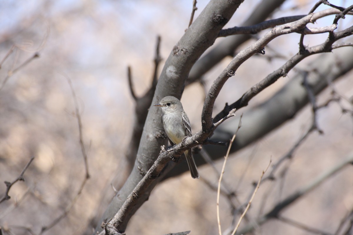 Gray Flycatcher - ML623842563