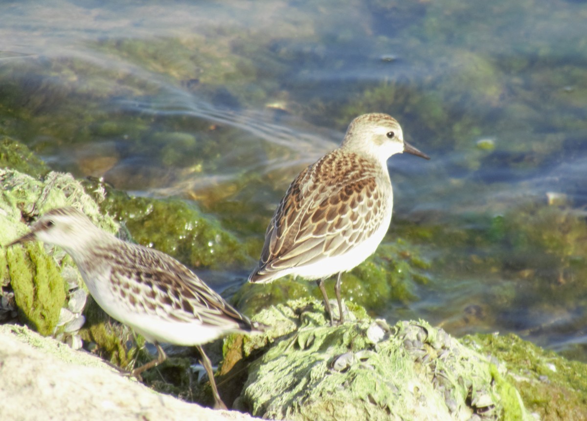 Semipalmated Sandpiper - ML623842564