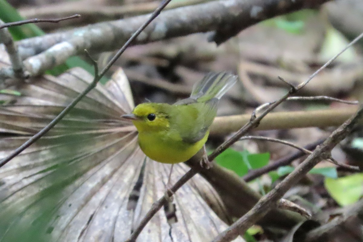 Hooded Warbler - ML623842566