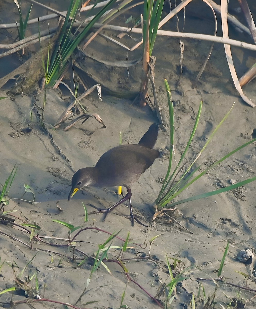 Brown Crake - ML623842569