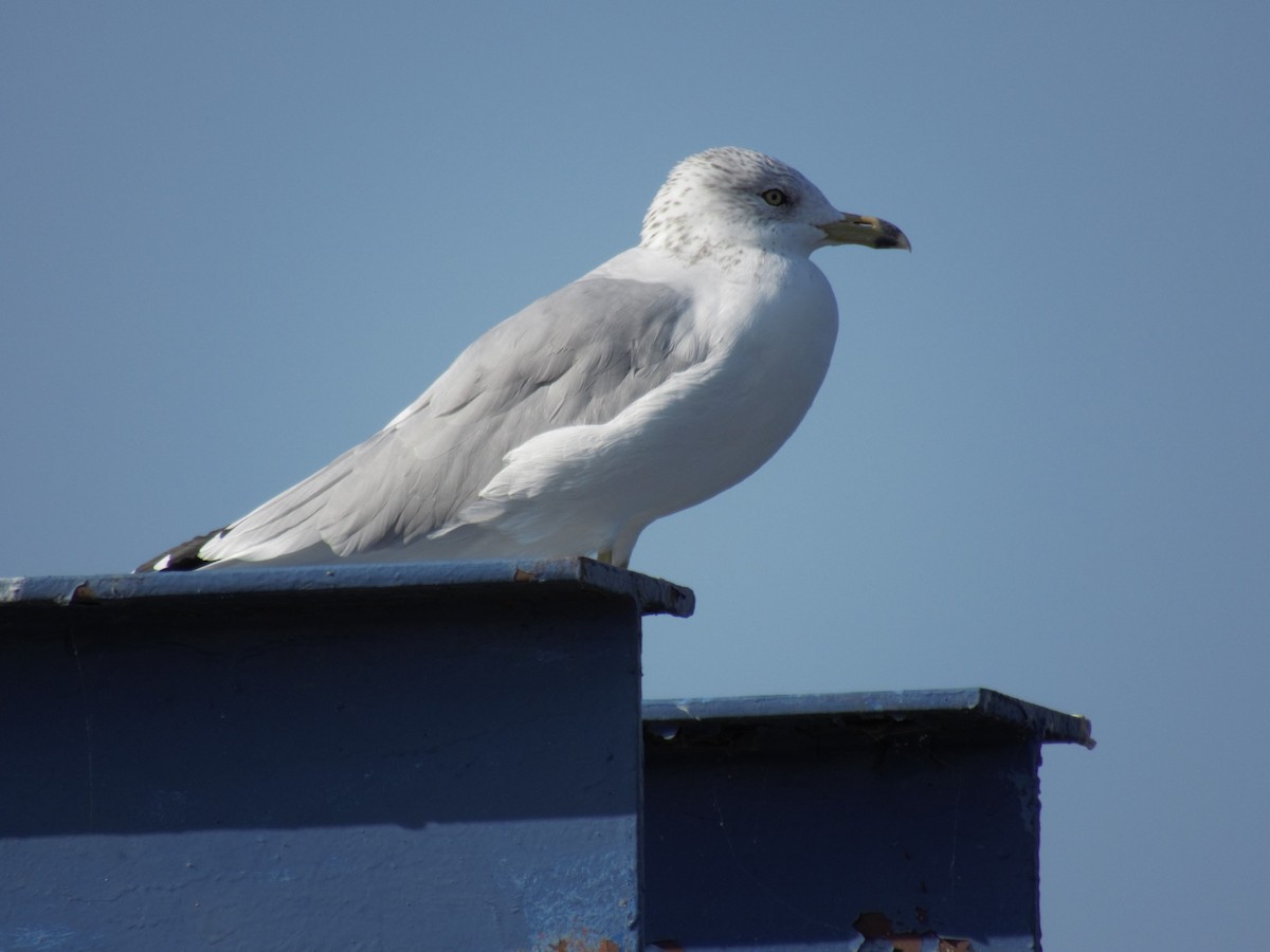 racek kroužkozobý - ML623842571