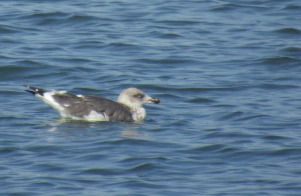Lesser Black-backed Gull - ML623842577