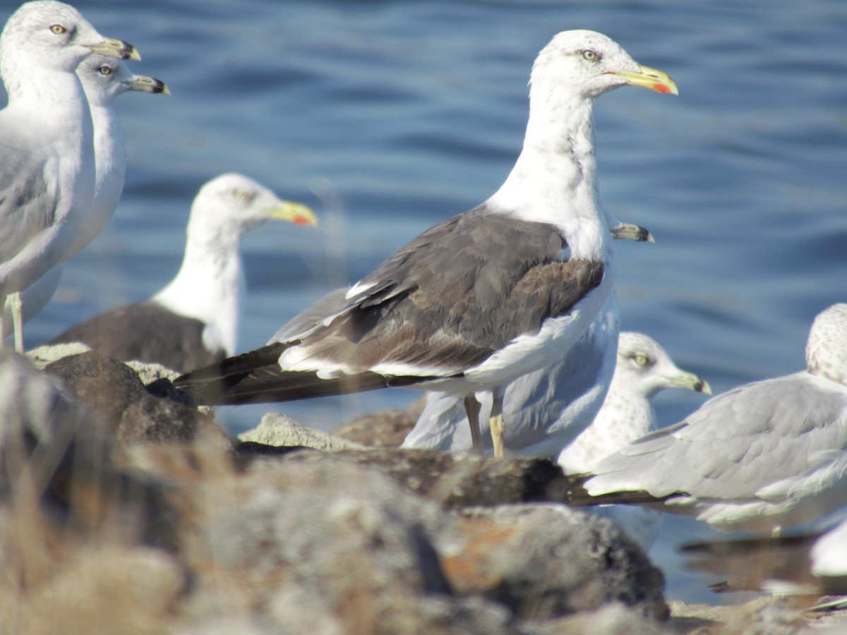 Lesser Black-backed Gull - ML623842578