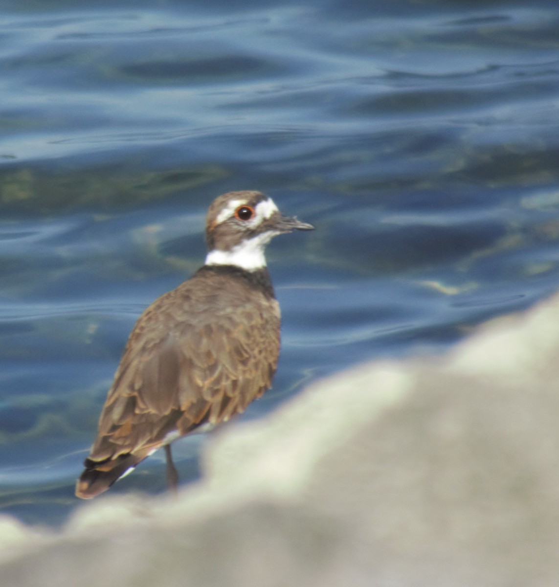 Killdeer - ML623842586